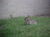 Rabbits of LDEO, Columbia Univ., Palisades, N.Y., USA