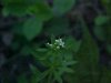 Cleavers; Goosegrass (Galium arapine)