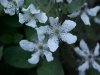Allegheny Blackberry  (Rubus allegheniensis porter agg)