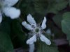 Allegheny Blackberry  (Rubus allegheniensis porter agg)