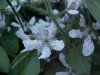 Allegheny Blackberry (Rubus allegheniensis porter agg)