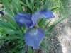 Blue Flag (Iris versicolor) (from flagge, the old English for 'rush'  or 'reed')