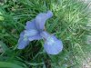 Blue Flag (Iris versicolor) (from flagge, the old English for 'rush'  or 'reed')