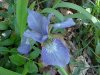 Blue Flag (Iris versicolor) (from flagge, the old English for 'rush' or 'reed')