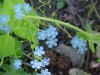 True Forget-me-not (Myosotis scorpioides)