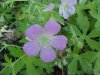 Wild Geranium; Crane's Bill (Geranium maculatum)