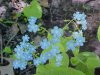 True Forget-me-not (Myosotis scorpioides)