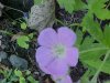 Wild Geranium; Crane's Bill (Geranium maculatum)