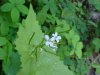 Garlic Mustard (Alliaria petiolata)