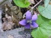 Common Blue Violet (Viola sororia)