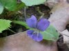 Common Blue Violet (Viola sororia)
