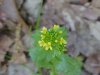 Common Wintercress (Barbarea vulgaris)