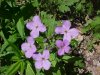 Dame's Rocket; Dame's Violet; Mother-of-the-Evening (Hesperis matronalis)