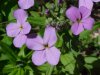 Dame's Rocket; Dame's Violet; Mother-of-the-Evening (Hesperis matronalis)