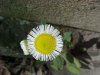 Philadelphia Fleabane (Erigeron philadelphicus)