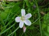 Spring Beauty (Claytonia virginica)