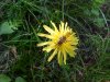 Common Dandelion (Taraxacum officinale)