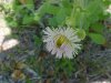 Philadelphia Fleabane (Erigeron philadelphicus)