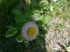 Philadelphia Fleabane (Erigeron philadelphicus)