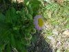 Philadelphia Fleabane (Erigeron philadelphicus)
