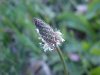 English Plaintain (Plantago  lanceolata)