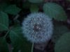 Dandelion seedhead (Taraxacum officinale)