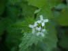 Garlic Mustard (Alliaria petiolata)