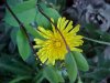 Common Dandelion (Taraxacum officinale)