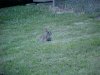 Rabbits of LDEO, Columbia Univ., Palisades, N.Y., USA