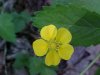 Canadian Dwarf Cinquefoil (Potentilla canadensis)
