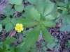 Canadian Dwarf Cinquefoil (Potentilla canadensis)