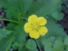 Canadian Dwarf Cinquefoil (Potentilla canadensis)