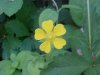 Canadian Dwarf Cinquefoil (Potentilla canadensis)