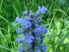 Bugle; Bugleweed (Ajuga  reptans)