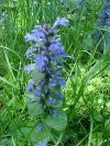 Bugle; Bugleweed (Ajuga  reptans)