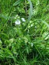 Common Speedwell (Veronica officinalis)