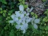 Wild Radish (Raphanus raphanistrum)