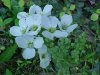 Wild Radish (Raphanus raphanistrum)