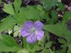 Wild Geranium; Crane's Bill (Geranium maculatum)