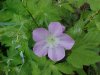 Wild Geranium; Crane's Bill (Geranium maculatum)