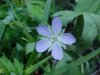 Possible Stork's Bill; Alfilaria; Filaree (Erodium cicutarium)