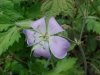 Wild Geranium; Crane's Bill (Geranium maculatum)