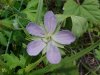 Possible Stork's Bill; Alfilaria; Filaree (Erodium cicutarium)