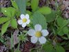Common Strawberry (Fragaria virginiana)