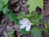 Spring Beauty (Claytonia virginica)