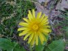 Common Dandelion (Taraxacum officinale)