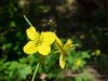 Greater Celandine; Wartweed (Chelidonium majus)