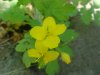 Greater Celandine; Wartweed (Chelidonium majus)