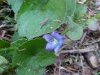 Common Blue Violet (Viola sororia)