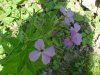 Dame's Rocket; Dame's Violet; Mother-of-the-Evening (Hesperis matronalis)